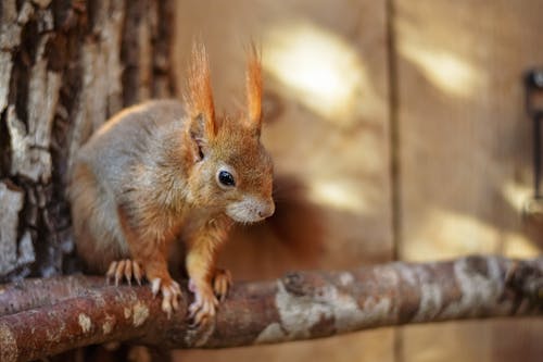 Brown Squirrel on Brown Tree Branch