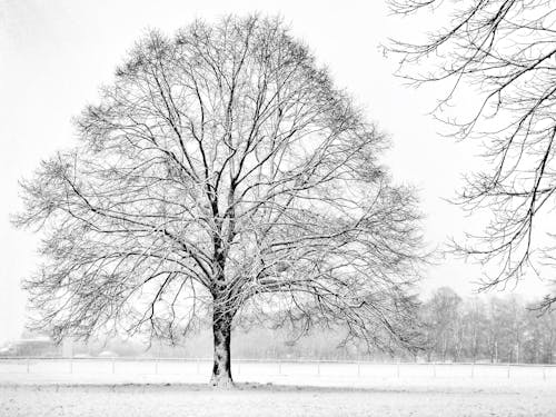 Gratis lagerfoto af bladløse træer, forkølelse, gråtonefotografering Lagerfoto