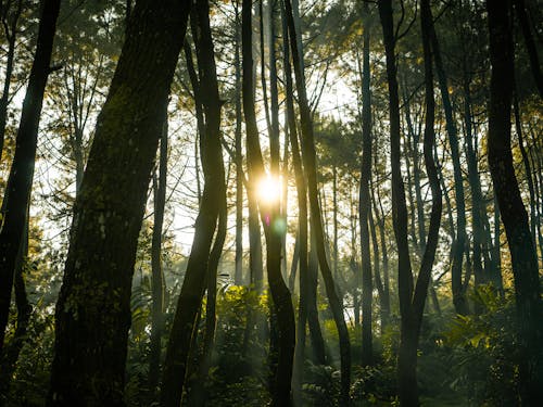 Бесплатное стоковое фото с деревья, живописный, лес