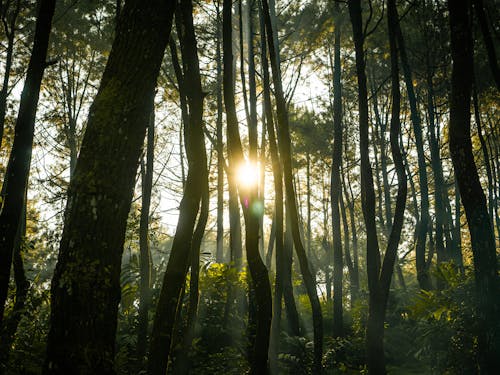 Sunlight Through the Tree Trunks