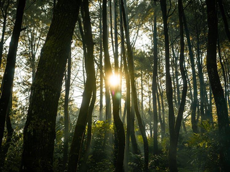 Sunlight Through The Tree Trunks