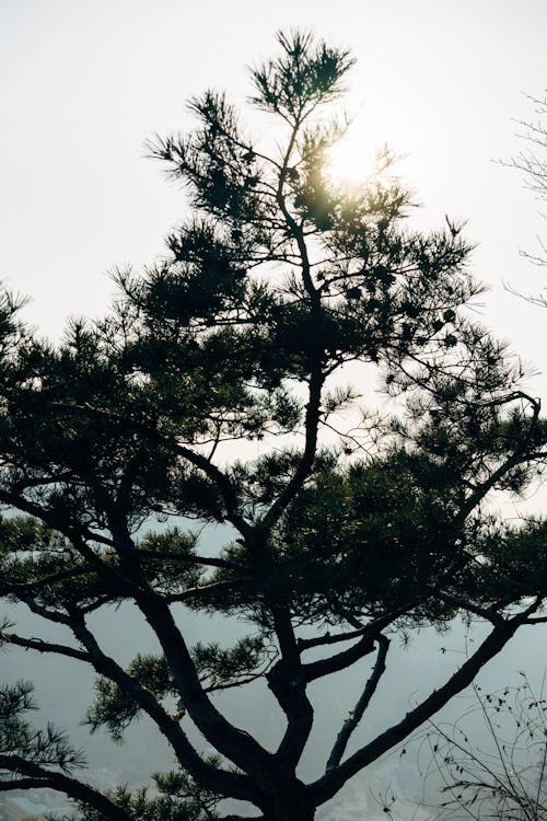 Green Tree Under the Sky