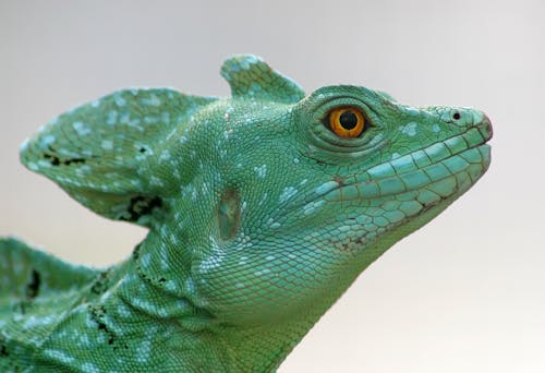 Free Close-up View of Green Chameleon Stock Photo