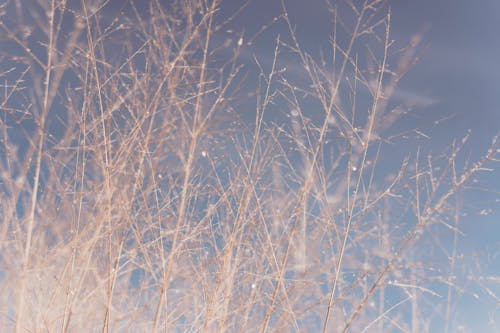 бесплатная Бесплатное стоковое фото с ветви, дерево, куст Стоковое фото