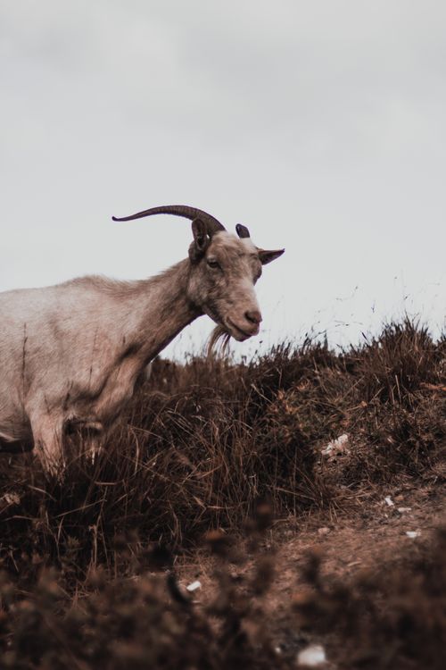Free Close-up of a goat gracefully traversing a hillside in Türkiye, showcasing rural beauty. Stock Photo