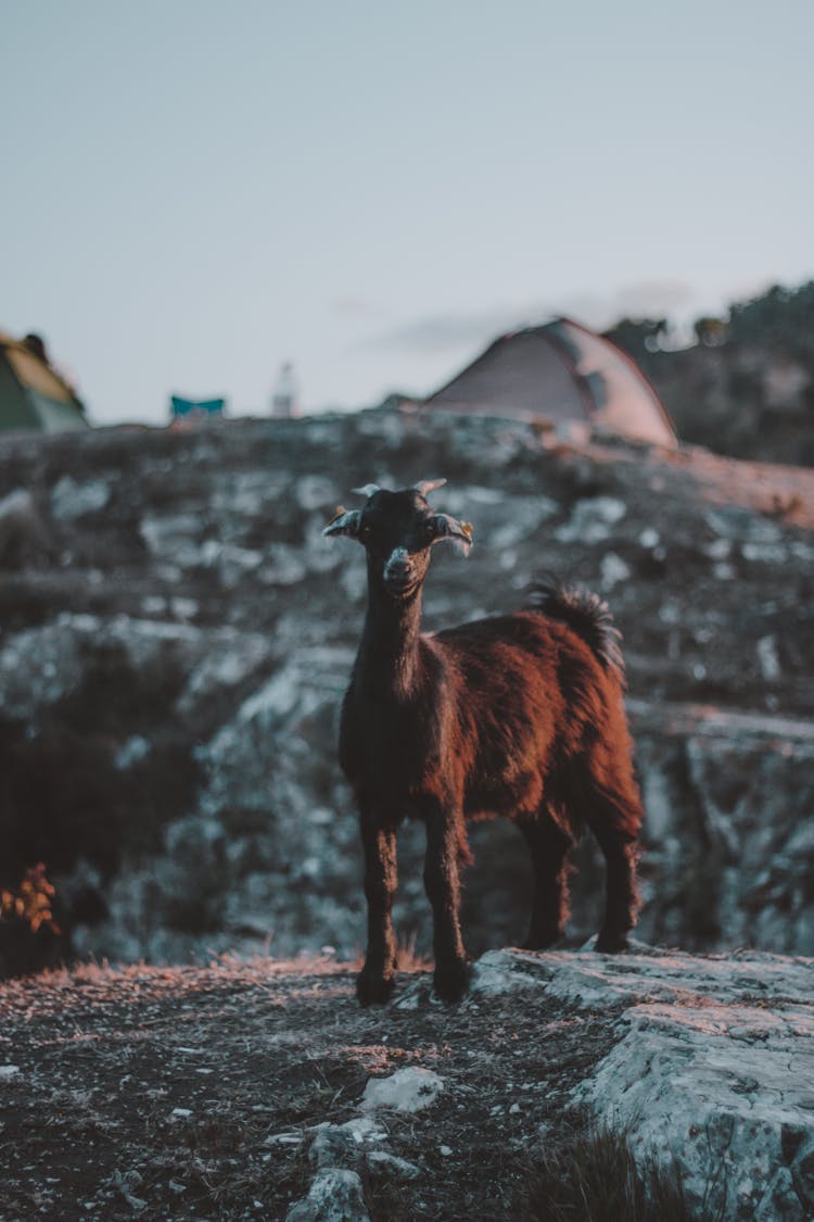 Brown 4 Legged Animal On Gray Ground