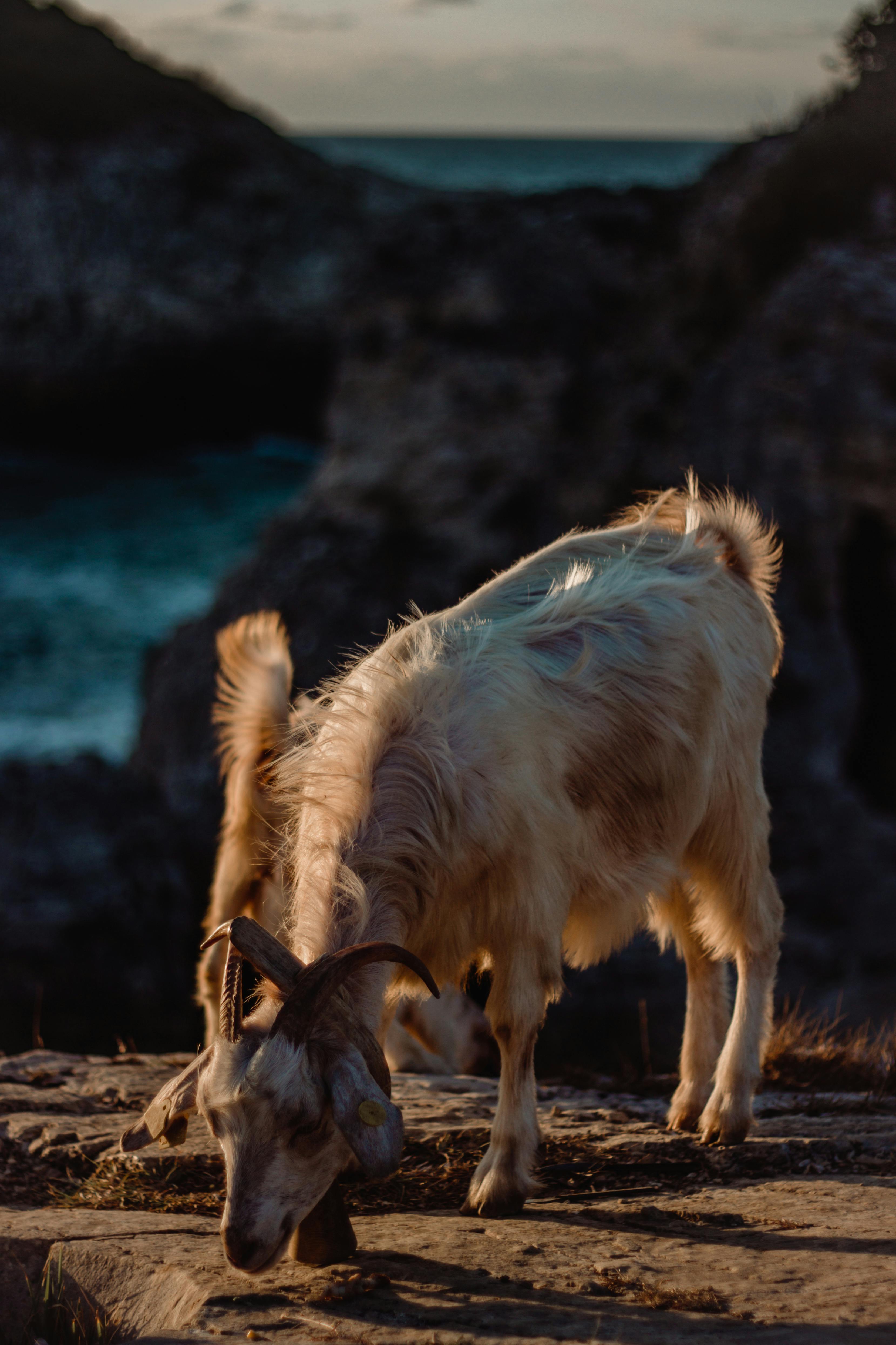 grátis Foto profissional grátis de alimentando, animais selvagens, animal Foto profissional