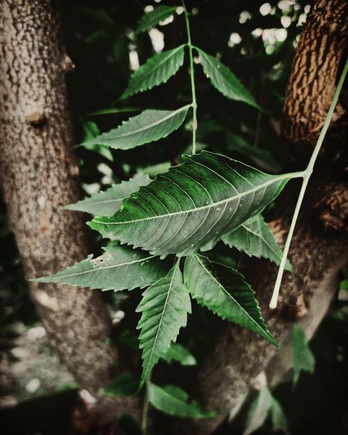 Free Detailed close-up of vibrant green neem leaves on a textured tree trunk for natural themes. Stock Photo