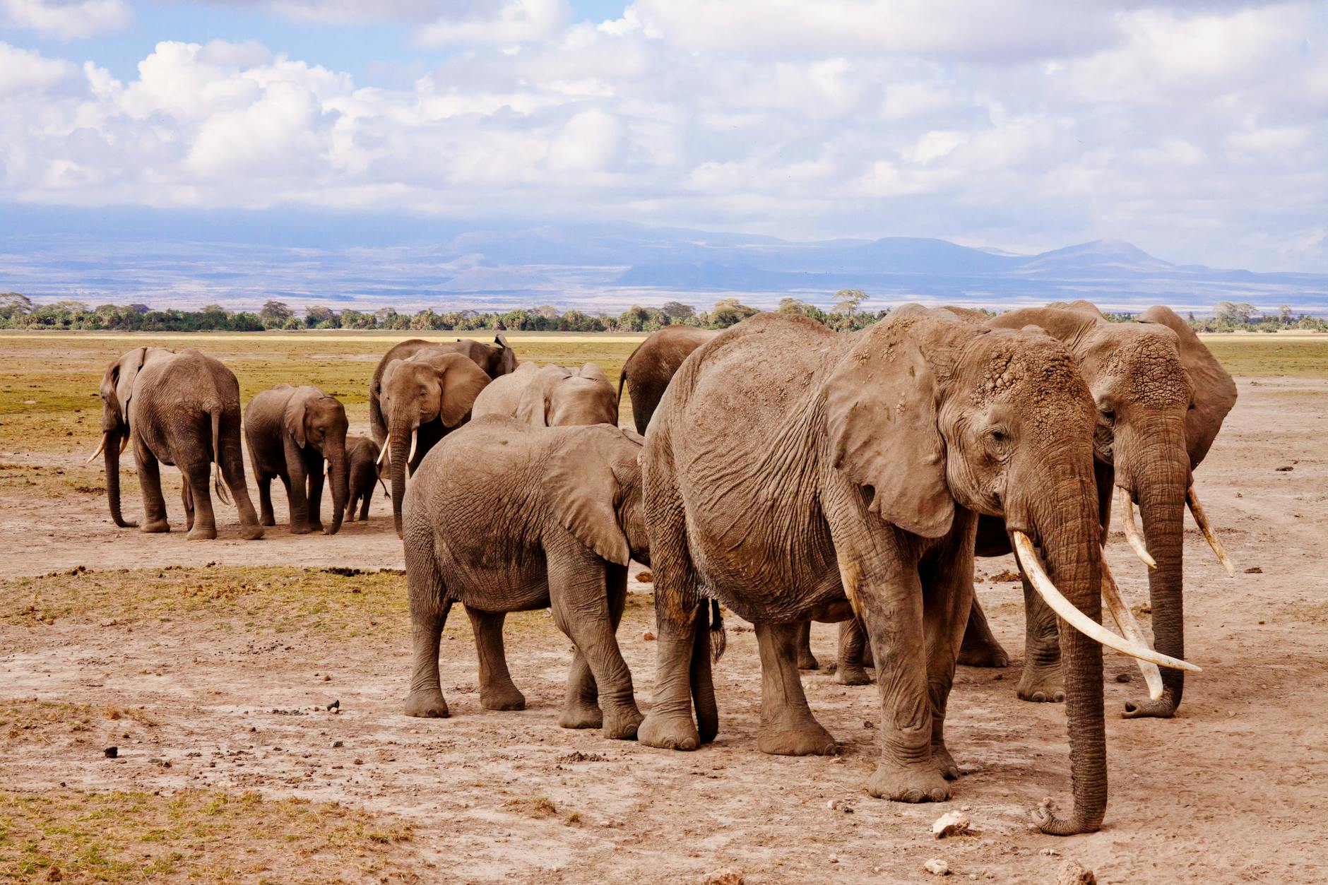  A large group of elephants walk across the savanna in Africa, communicating with each other through low-frequency sounds and body language.