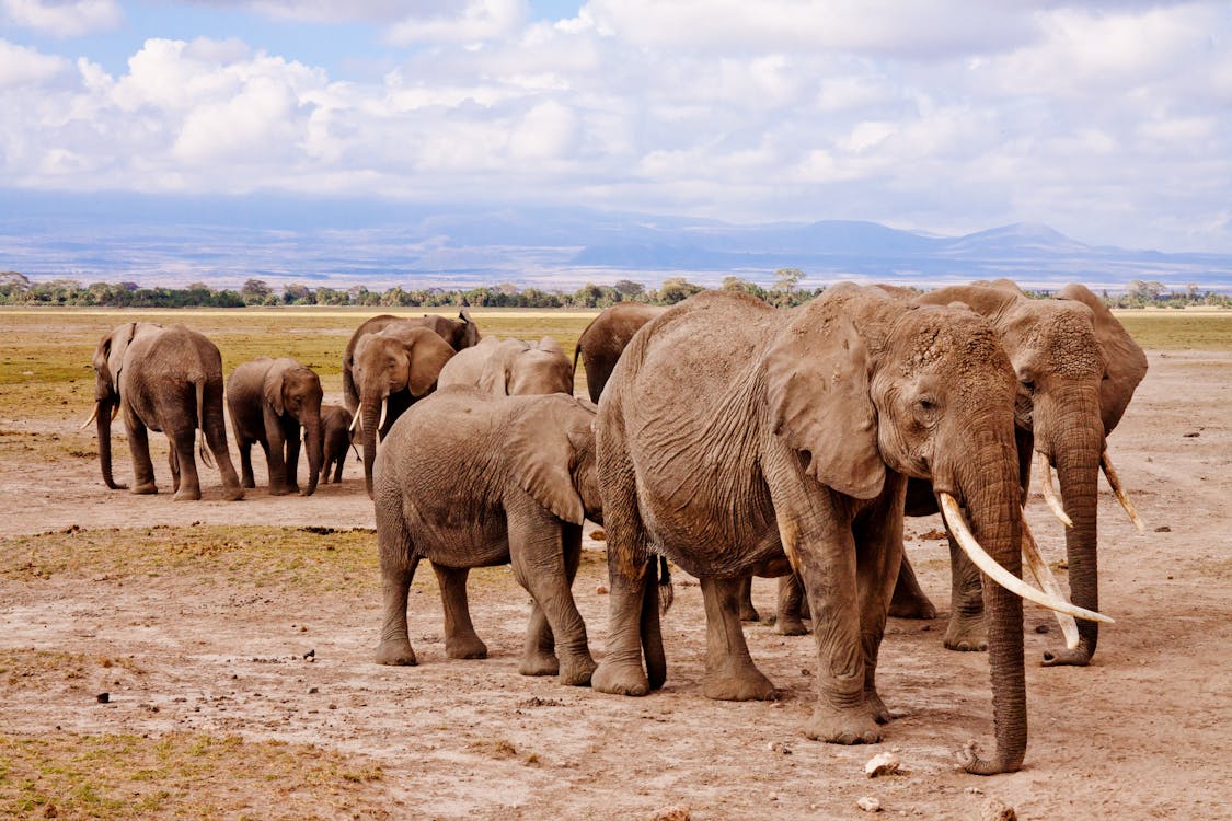 Free Group of Elephants on Walking on Brown Road during Daytime Stock Photo