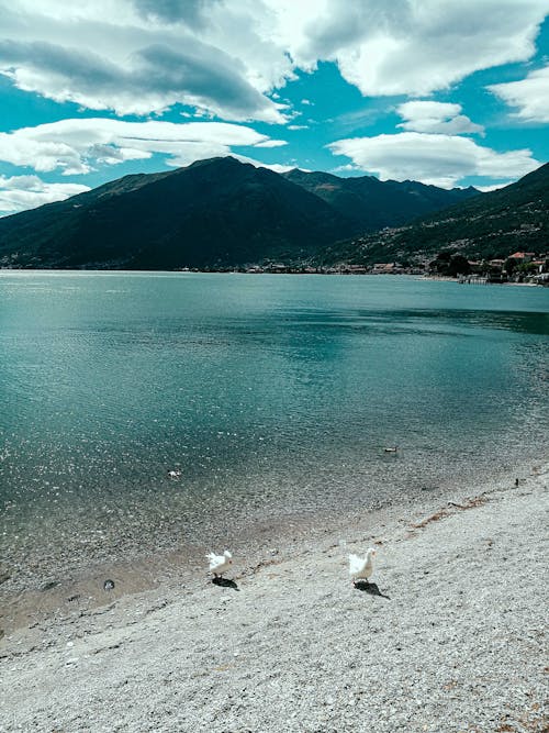 Бесплатное стоковое фото с безмятежный, берег моря, берег озера