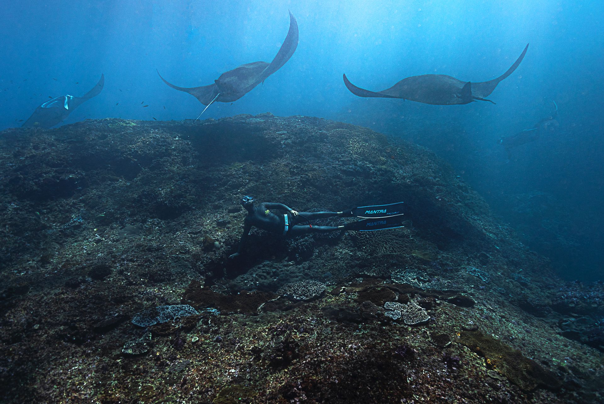 Scuba divers exploring coral reefs with manta rays in Bali, Indonesia.