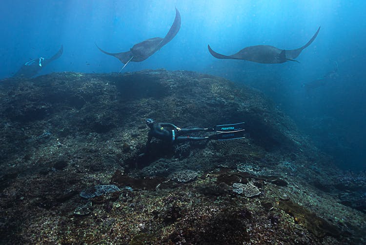 Divers Underwater Swimming With Manta Rays