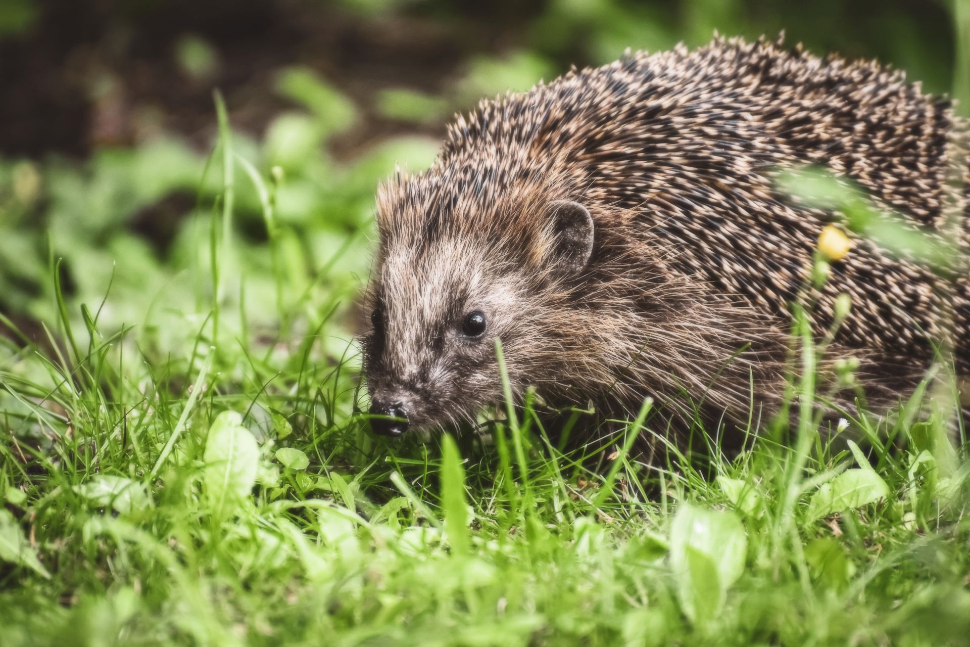 A Hedgehog Crawling on Grass