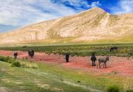 Donkeys Grazing in Pasture Grass