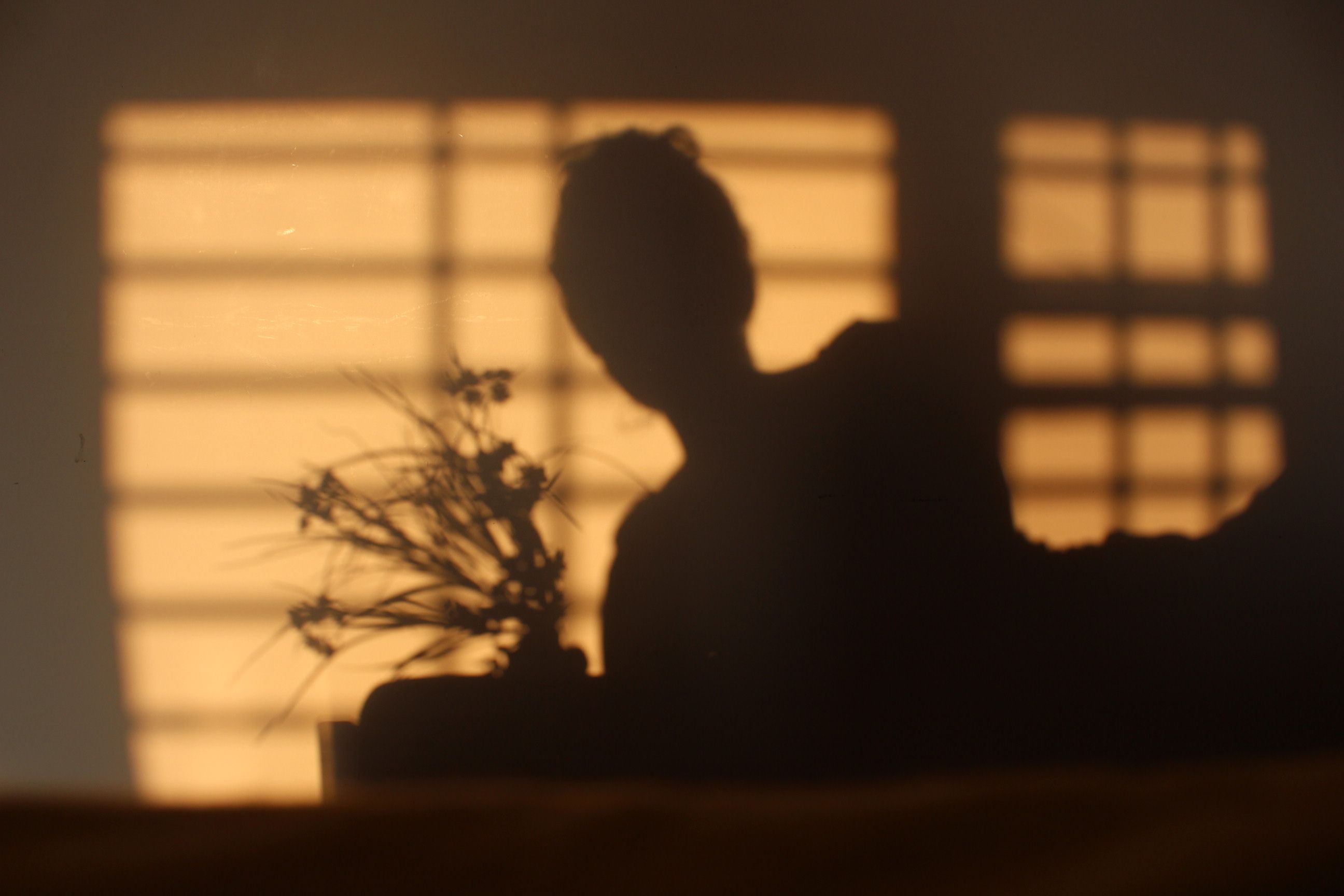 Shadow of a person and plant cast against a window shade, creating a warm silhouette effect.