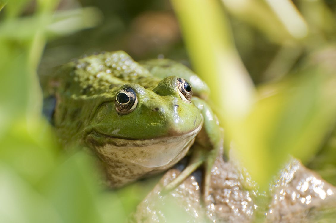 Free Tree Frog on Grass Stock Photo