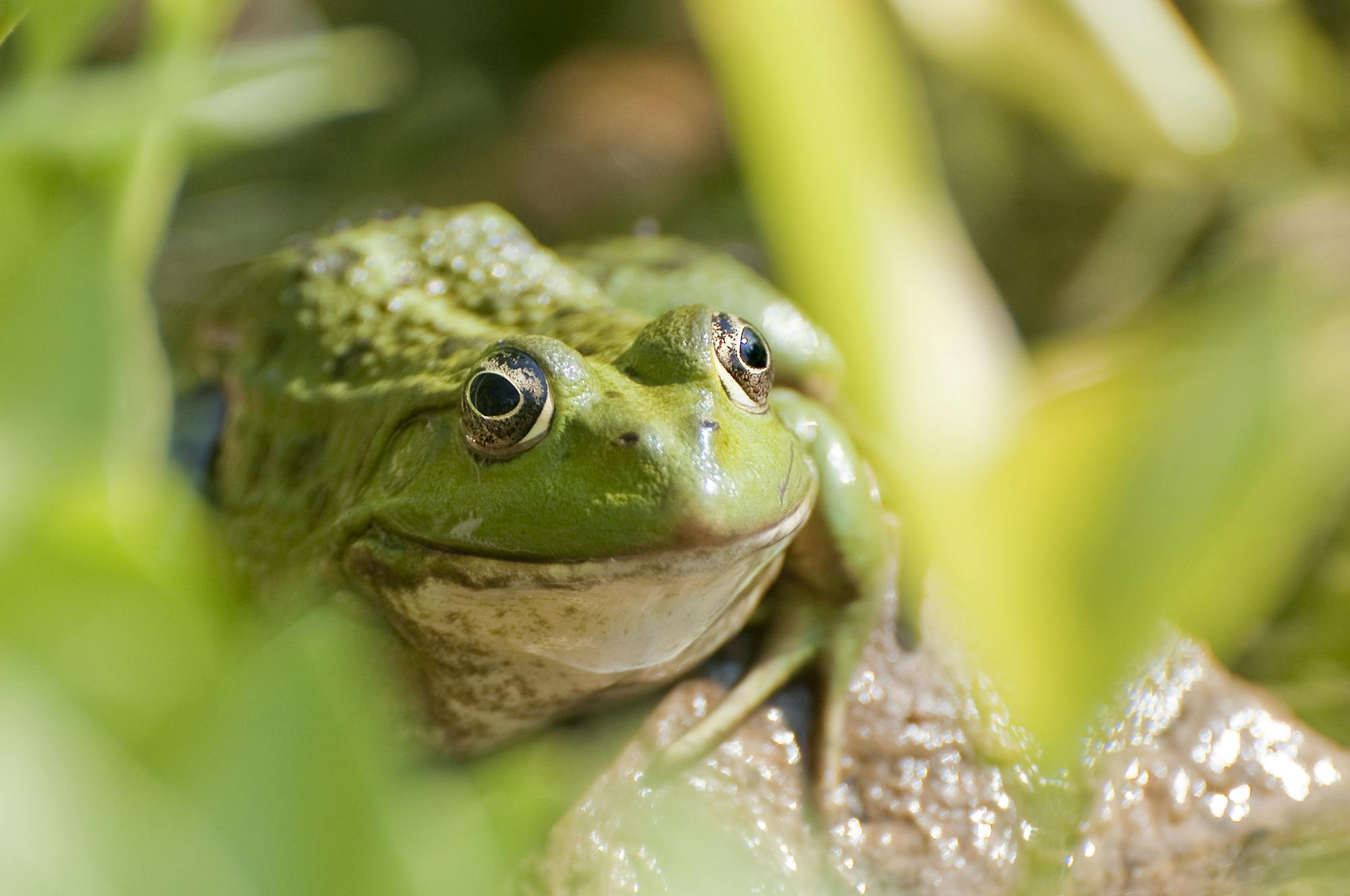 Tree Frog On Grass · Free Stock Photo