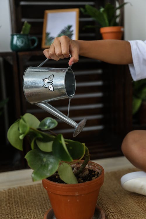 Crop anonymous person pouring plant with lush green leaves from metal watering can