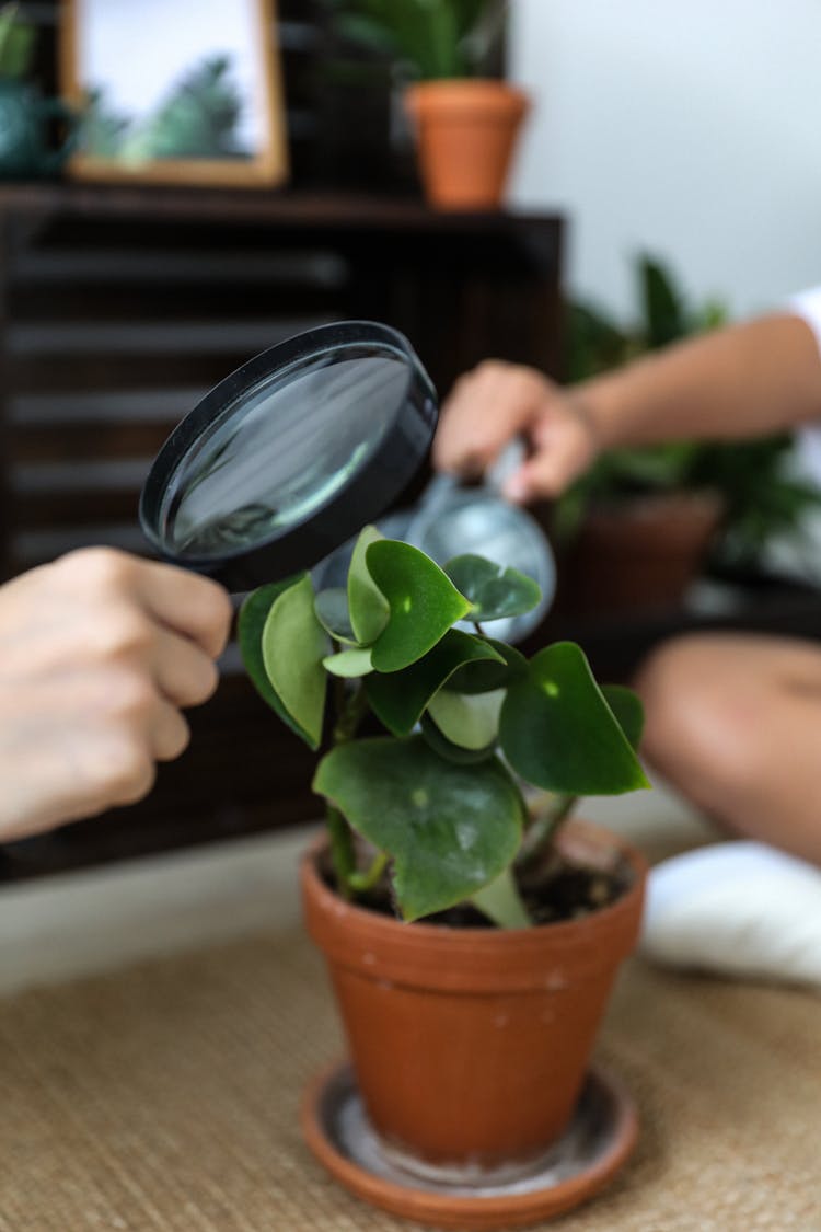 Person Looking At Plant With Magnifier