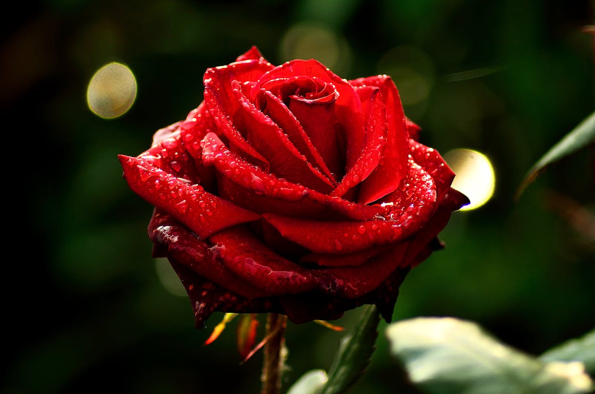 Gothic corridor with dramatic lighting evoking a vampiric period drama atmosphere