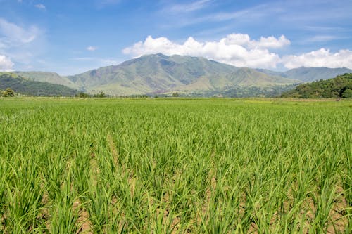 Foto profissional grátis de agricultura, área, áreas