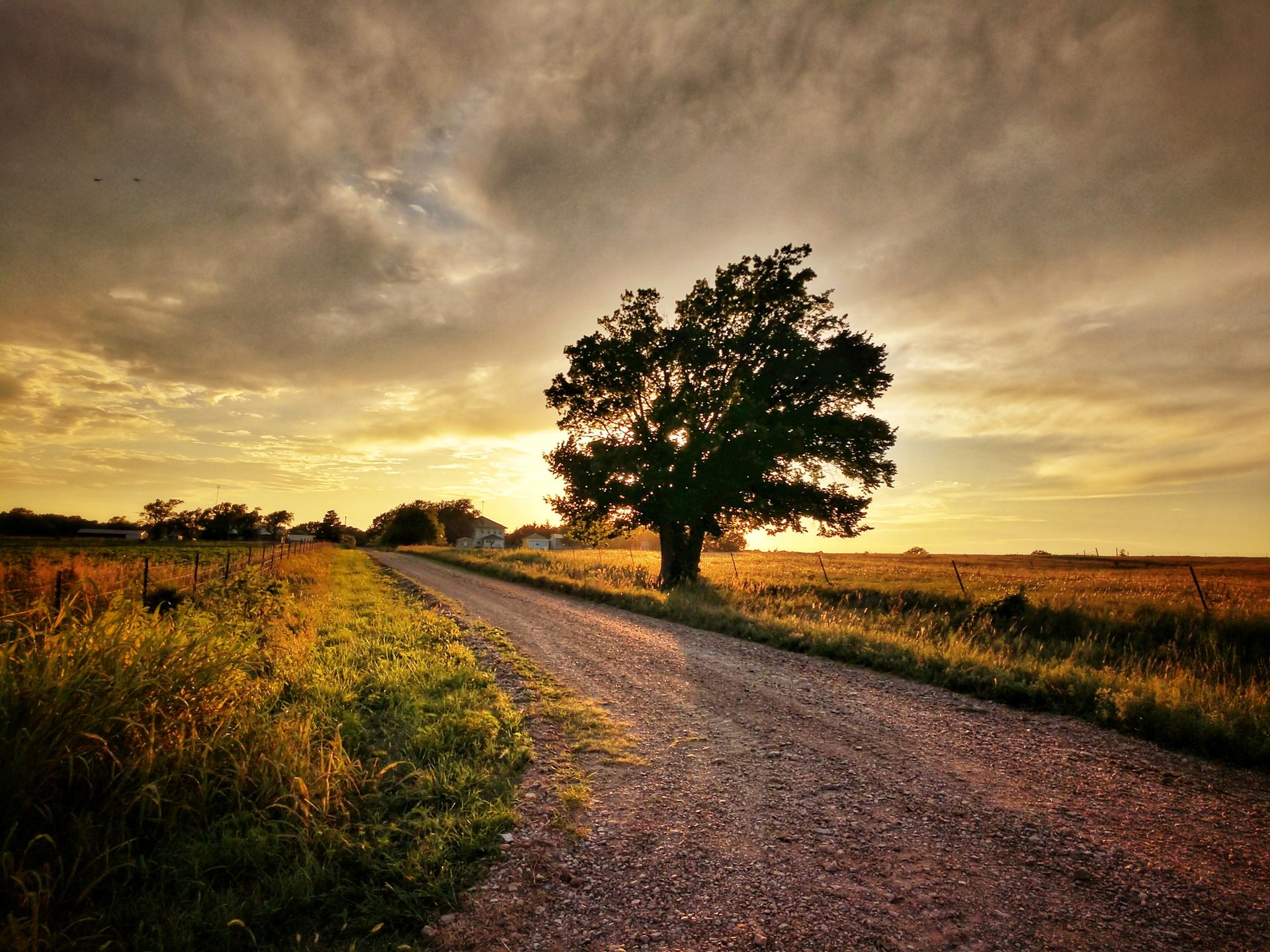 A tranquil rural scene in Kansas featuring a lone tree alongside a dirt road at sunset.