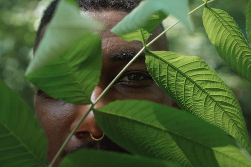 Colha Um Homem Negro Atrás De Folhas Verdes De Plantas Na Floresta