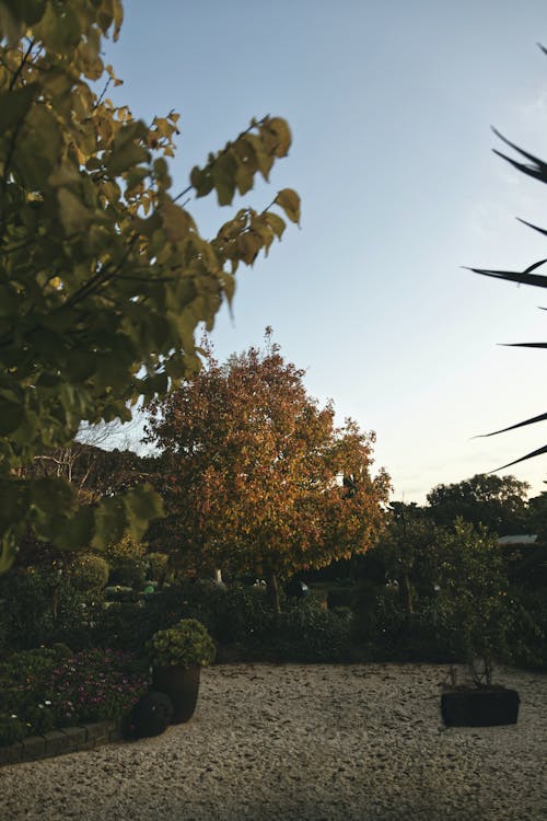 Free stock photo of composition, garden, sunset