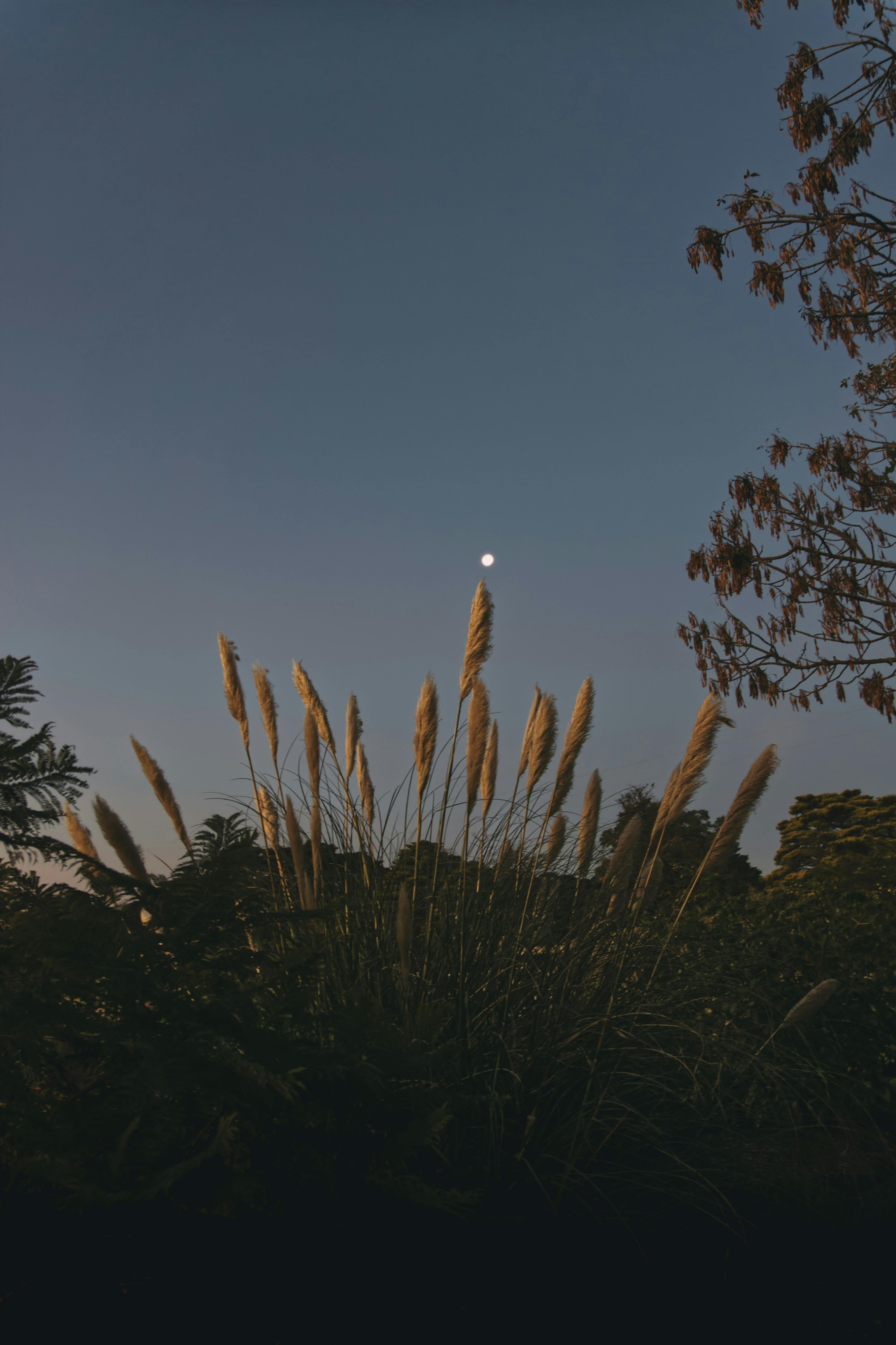 Tranquil evening scene featuring tall grasses silhouetted against a twilight sky with the moon.