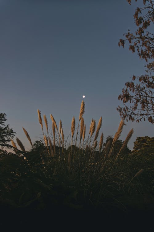 Kostenloses Stock Foto zu dämmerung, mond, mond hintergrund