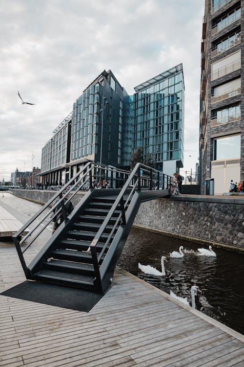 Foto d'estoc gratuïta de arquitectura moderna, canal, cignes