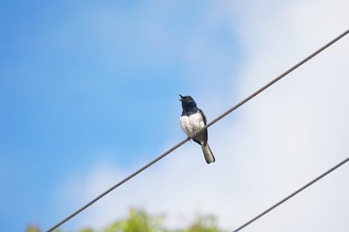 鳥, 鳥眼, 鳥類攝影 的 免費圖庫相片