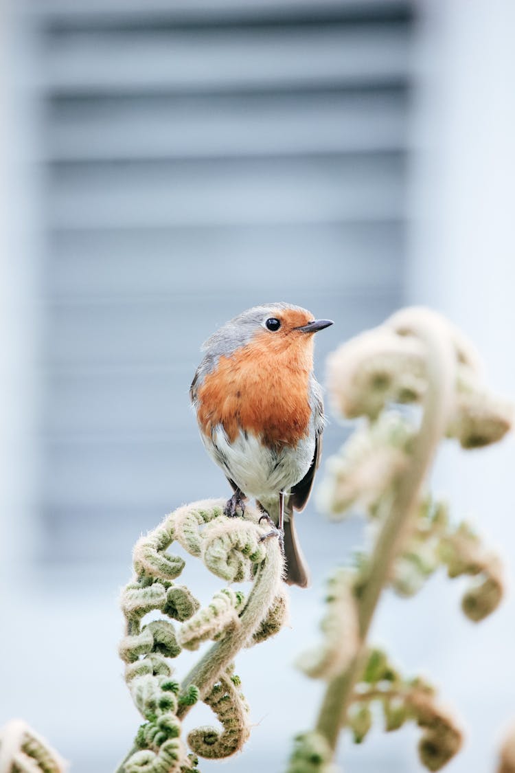 Close-up Of A Robin Sitting On A Plant 