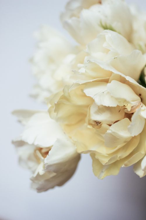 Free Close-up of elegant white peonies with soft petals on a gentle background. Stock Photo