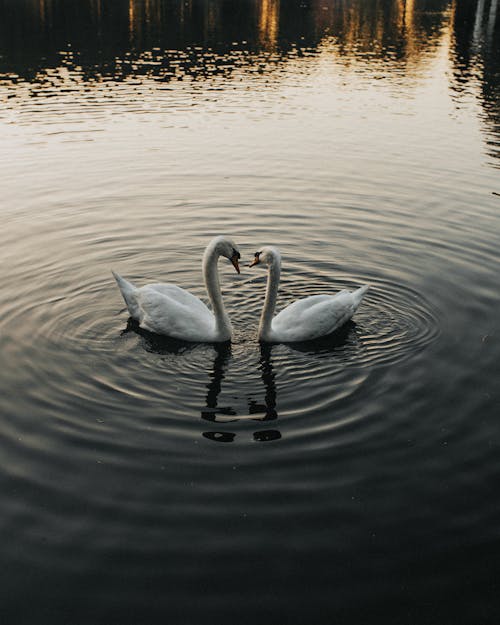 Free Pair of White Swan Swimming in the Lake Stock Photo