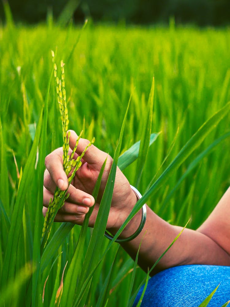 Crop Farmer Touching Wheat Spike In Countryside Field