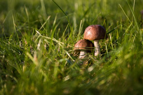 Twee Bruine Paddestoelen