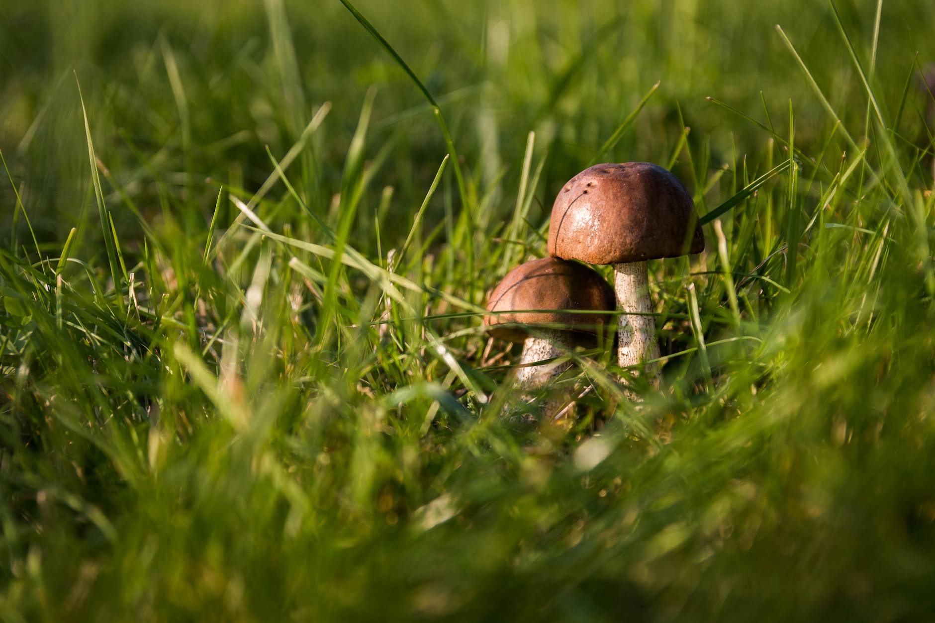Two Brown Mushrooms