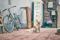 Cute Dog on a Alley near a Bicycle