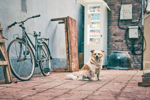 Free Charming scene of a dog sitting near a bicycle and vending machine in an alleyway. Stock Photo