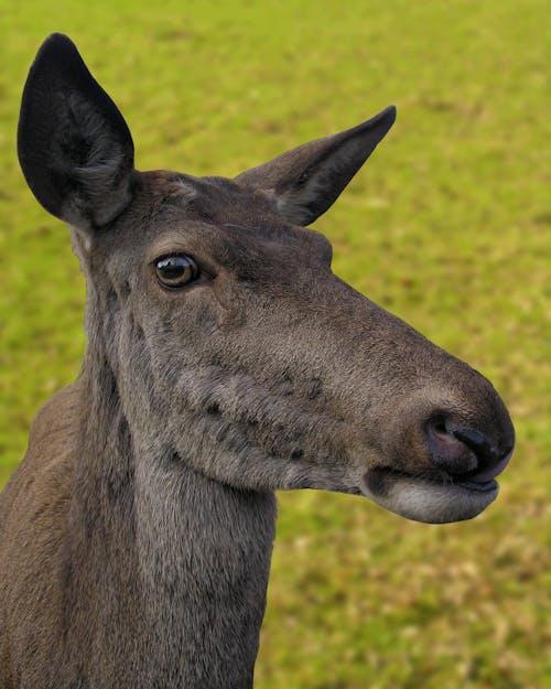 Immagine gratuita di cervo, damhirsch, damhirschkuh