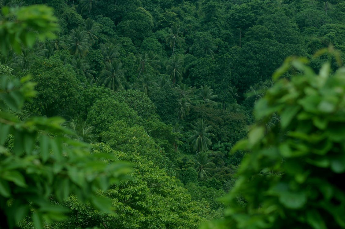Beautiful Green Rainforest 