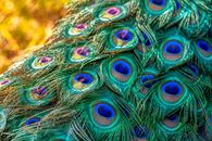 Blue Green and Yellow Peacock Feather