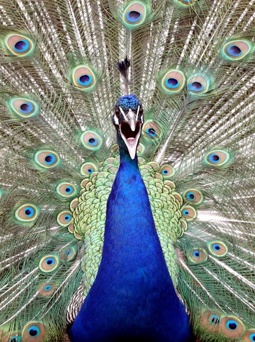 Free Blue Male Peacock Stock Photo