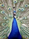 Blue Male Peacock