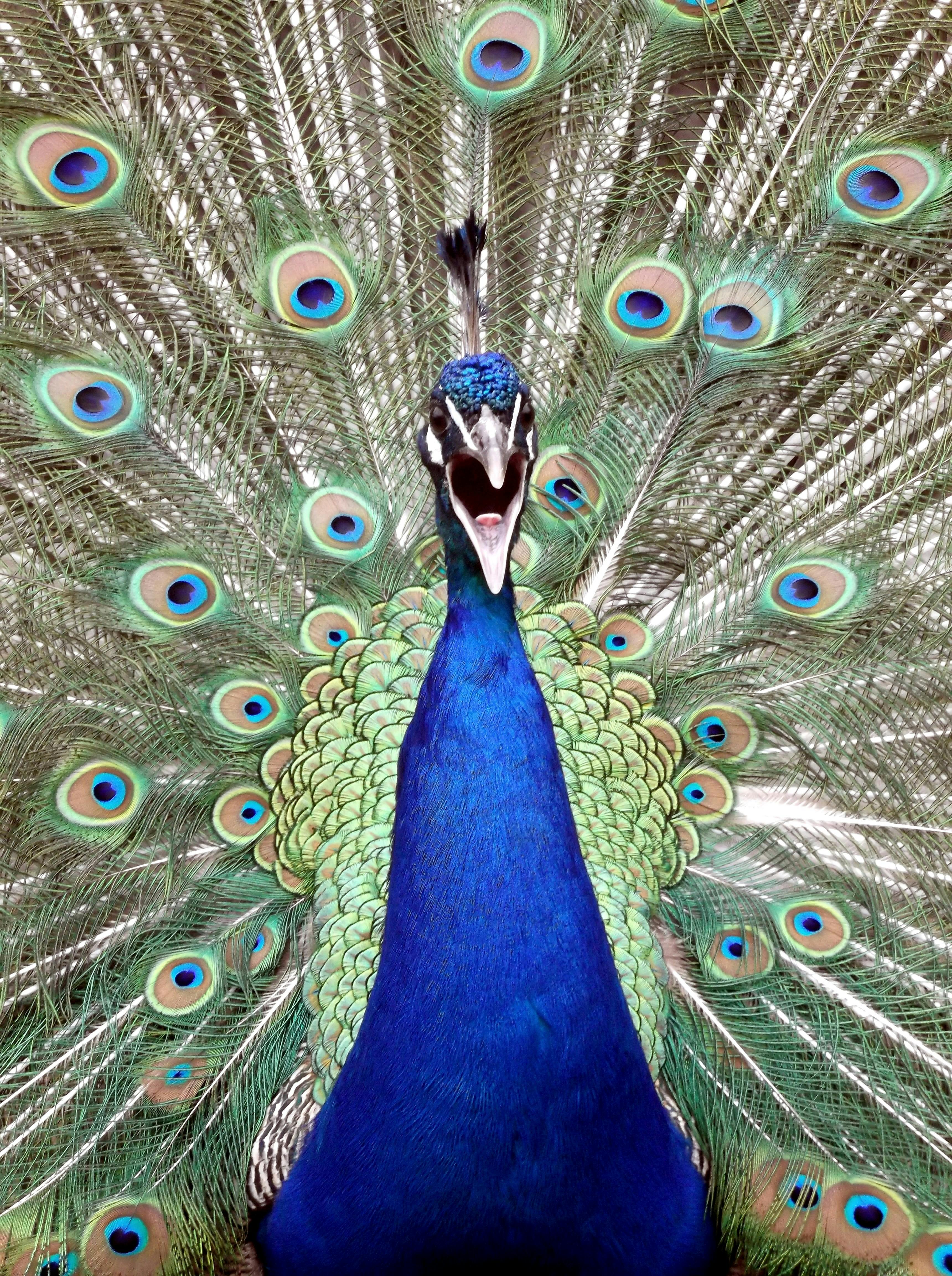 青い雄の孔雀 無料の写真素材