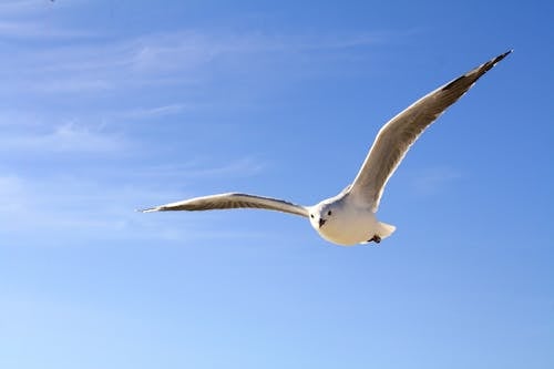 бесплатная Белая птица Стоковое фото