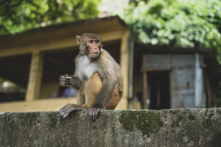 Portrait Of A Macaque Sitting On A Wall