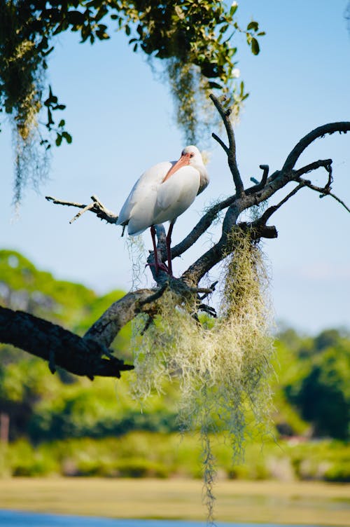 Stork on Branch